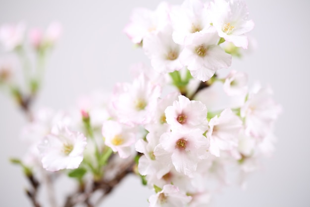 Flor de cerezo, flor de Sakura aislado en fondo blanco