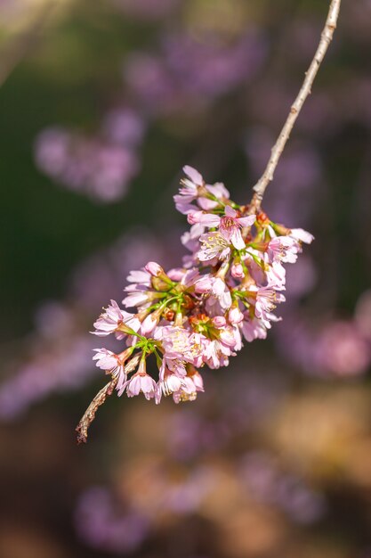 Flor de cerezo - flor de Sakura - cereza japonesa, Prunus serrulata