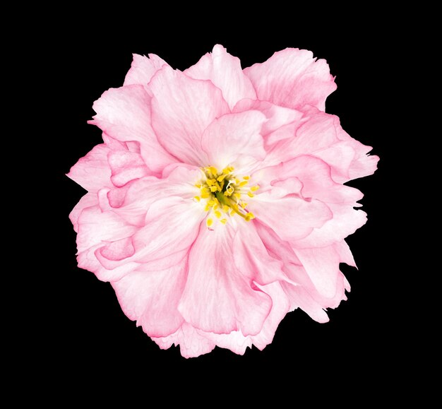 La flor del cerezo, la flor del sakura, el fondo negro.