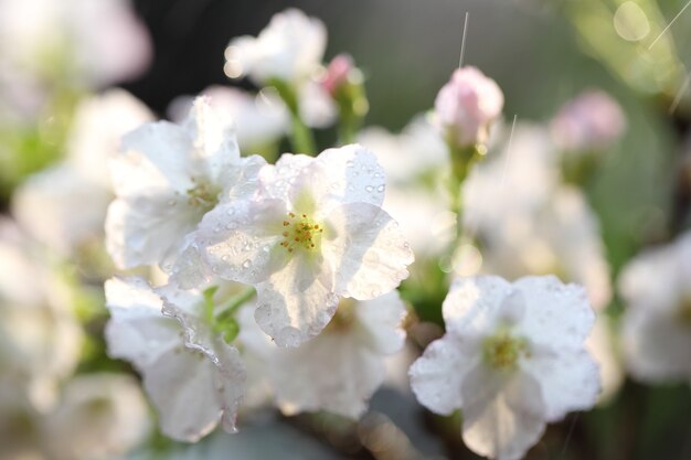 Flor de cerezo, flor de Sakura con gota de lluvia