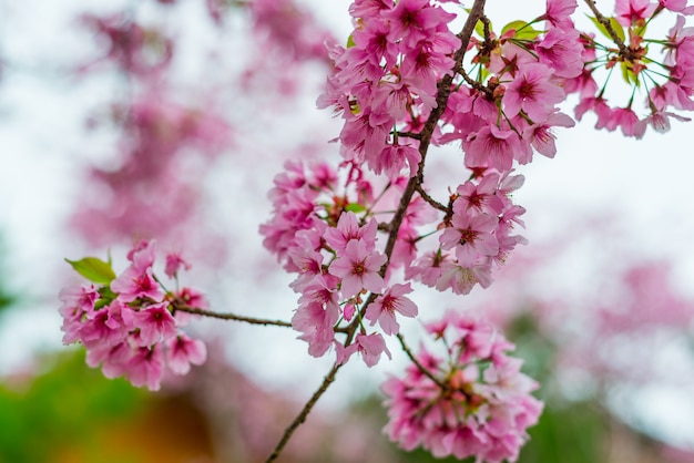 Flor de cerezo de la flor de Sakura en el jardín.