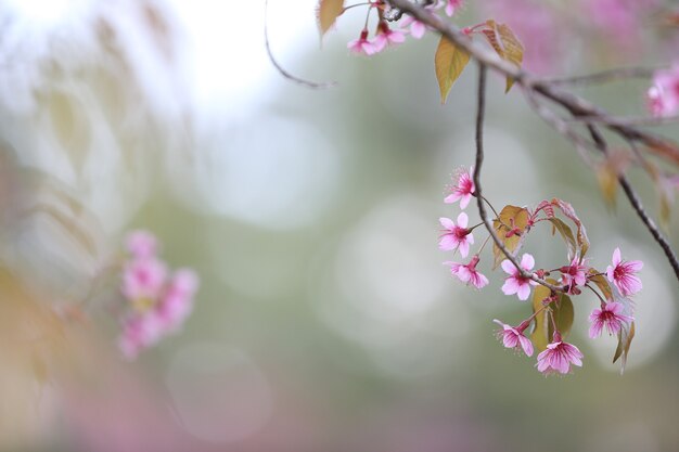 Flor de cerezo, flor de sakura rosa