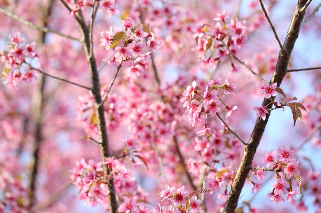 Flor de cerezo, flor de sakura rosa