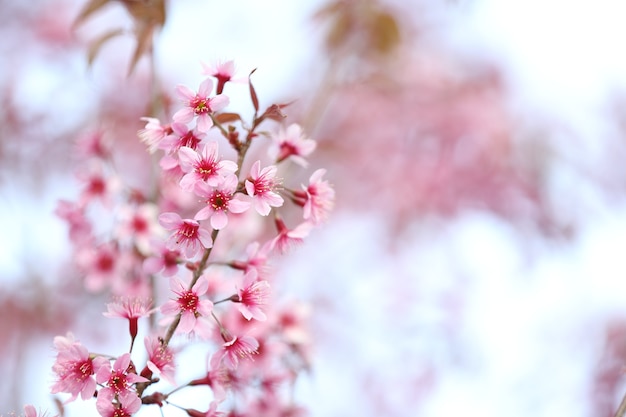 Flor de cerezo, flor de sakura rosa