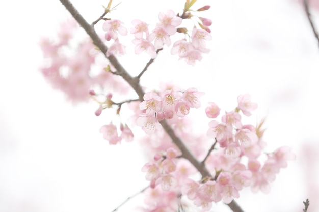 flor de cerezo, flor de sakura rosa