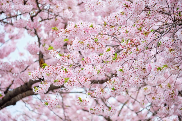 Flor de cerezo en flor de sakura