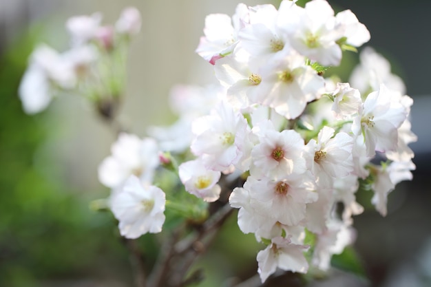 Flor de cerezo, flor de Sakura