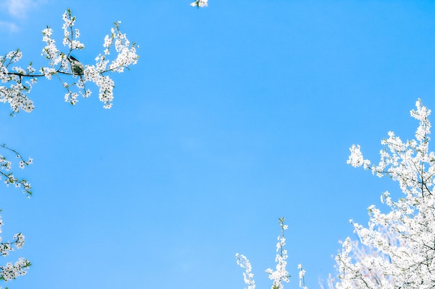 Flor de cerezo y flores blancas del cielo azul como fondo de la naturaleza