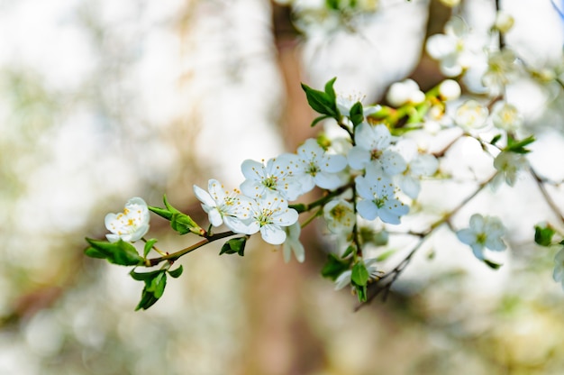 flor de cerezo con flores blancas