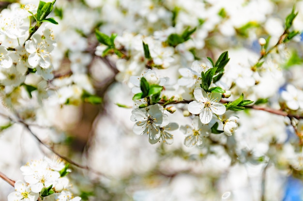 flor de cerezo con flores blancas