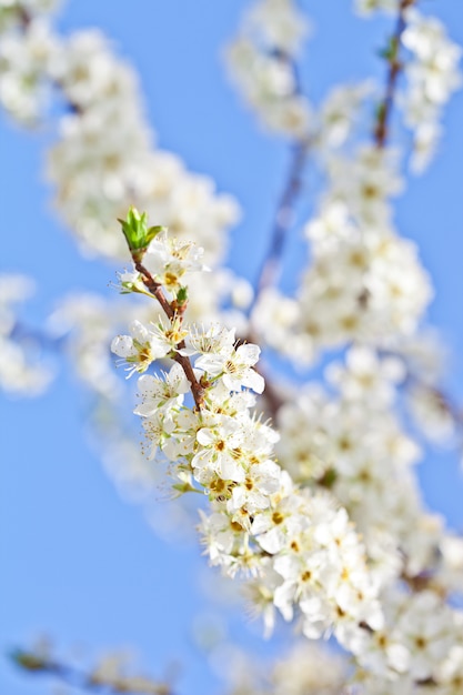 Flor de cerezo con flores blancas.