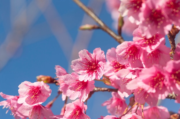 Flor de cerezo, flores de sakura