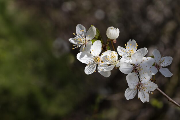 Flor de cerezo Fondo del jardín de primavera Foco selectivo