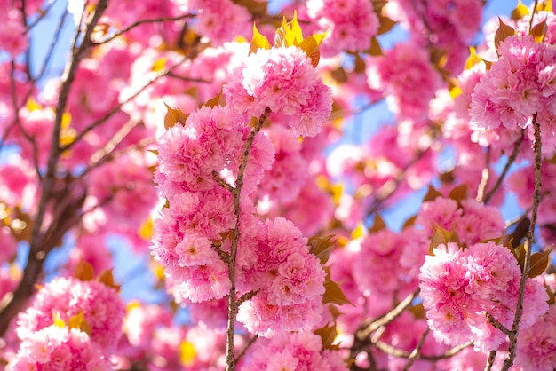 Flor de cerezo hermosa escena natural con árbol floreciente y día soleado cerezo sacura