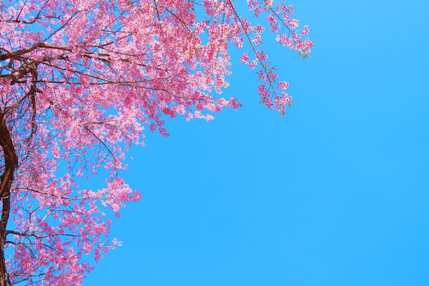 Flor de cerezo hermosa en primavera, flor del árbol de Sakura con el cielo azul.