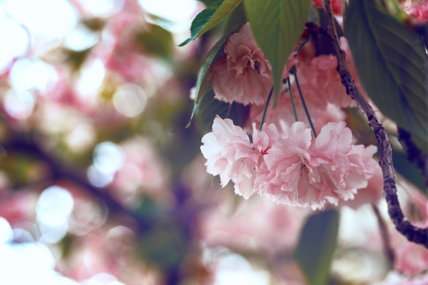 Flor de cerezo hermosa, sakura. Primavera, japón