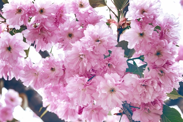 Flor de cerezo hermosa, sakura. Primavera, japón