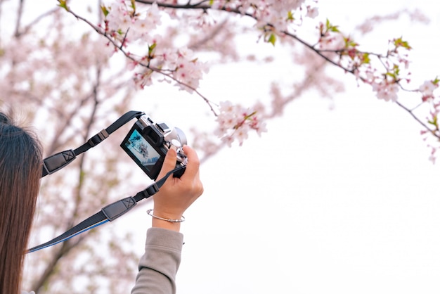 Flor de cerezo hermosa sakura en tiempo de primavera en la mano de la mujer que sostiene la cámara de DSLR