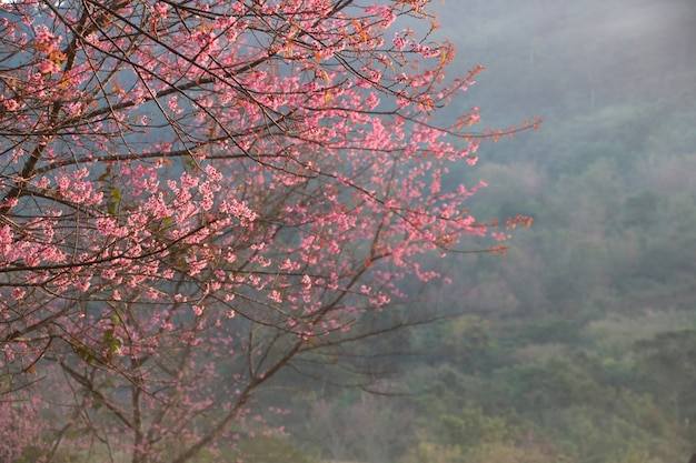 Flor de cerezo de Himalaya salvaje en la colina y la luz en el fondo de la mañana