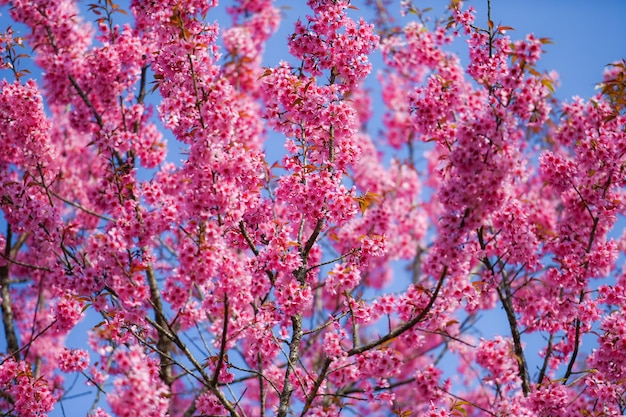 Flor de cerezo del Himalaya salvaje hermosa flor de cerezo rosa ramas de flores en la naturaleza al aire libre Flores de Sakura rosa de Tailandia imagen romántica de ensueño paisaje de primavera