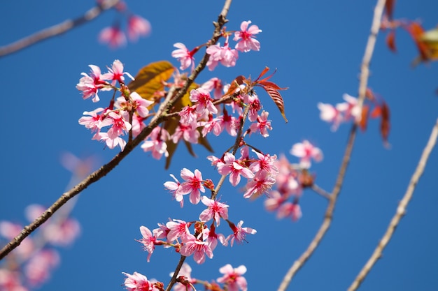 Flor de cerezo Himalayan salvaje en el árbol de la rama hermoso en fondo del cielo azul