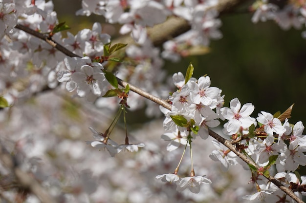 Flor de cerezo japonés blanco closeup en una rama