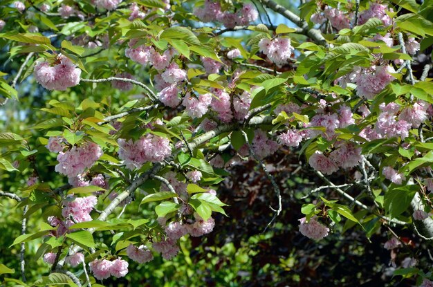 flor de cerezo japonés hermosa flor de sakura