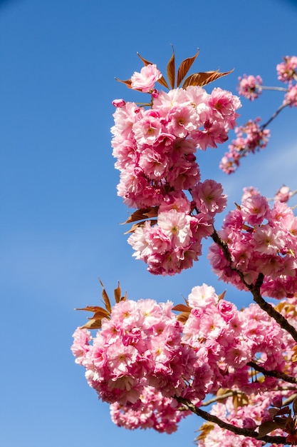 Flor de cerezo japonés en primavera Vista de cerca