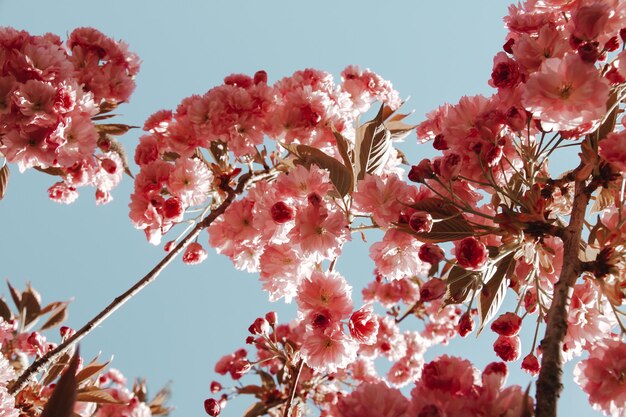 Flor de cerezo japonés en primavera Vista de cerca