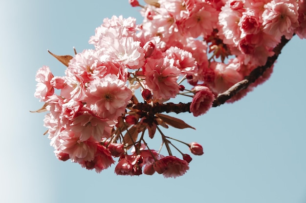 Flor de cerezo japonés en primavera Vista de cerca