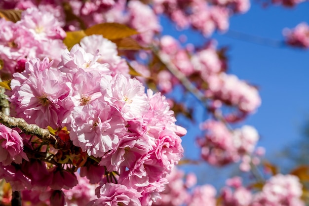 Flor de cerezo japonés en primavera Vista de cerca