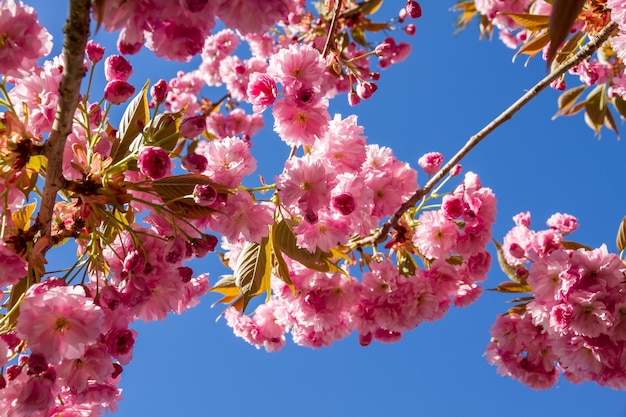 Flor de cerezo japonés en primavera Vista de cerca
