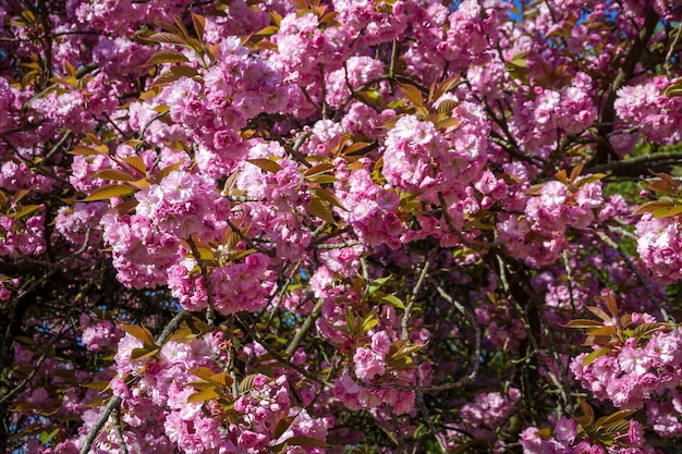 Flor de cerezo japonés en primavera Vista macro