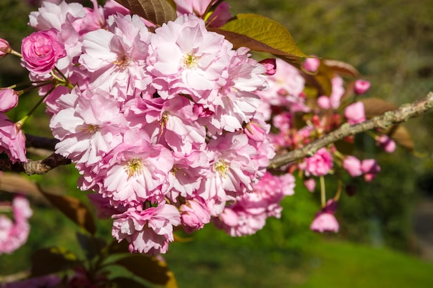 Flor de cerezo japonés en primavera Vista macro