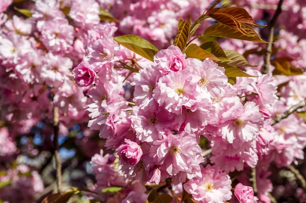 Flor de cerezo japonés en primavera Vista macro