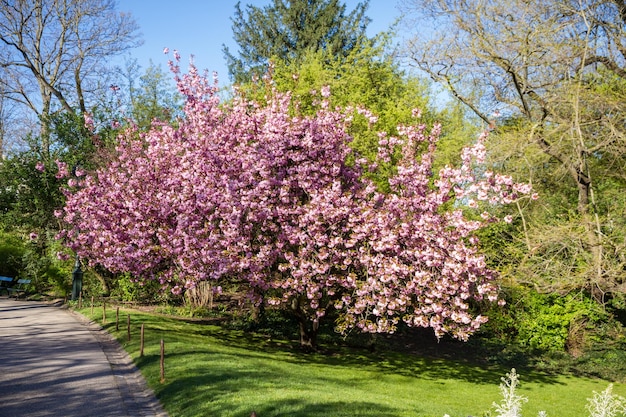 Flor de cerezo japonés en primavera