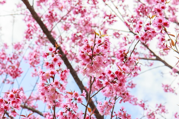 Flor de cerezo japonés en primavera