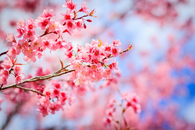 Flor de cerezo japonés en primavera