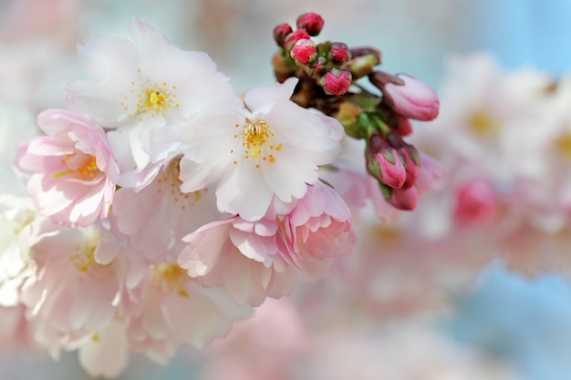 flor de cerezo japonés