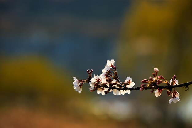 flor de cerezo junto al río en corea del sur joenju