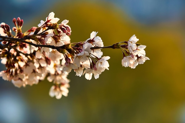 Foto flor de cerezo junto al río en corea del sur joenju