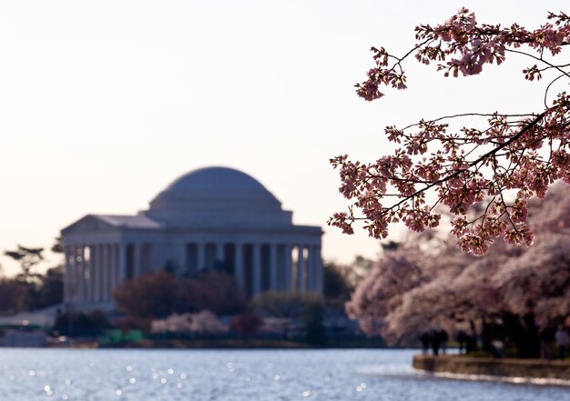 Flor de Cerezo y Monumento a Jefferson