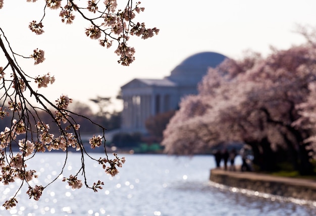 Flor de Cerezo y Monumento a Jefferson