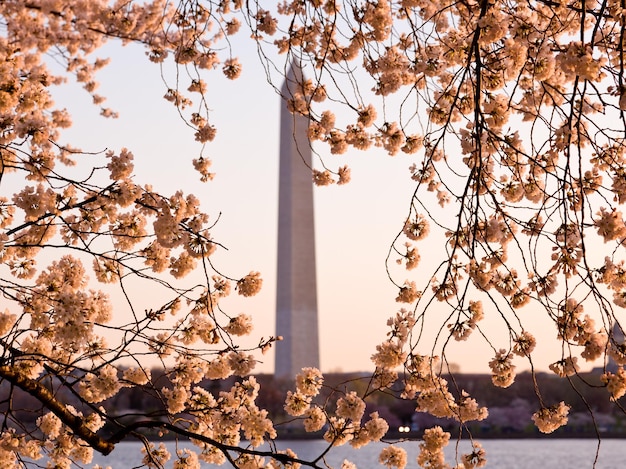 Flor de Cerezo y Monumento a Washington