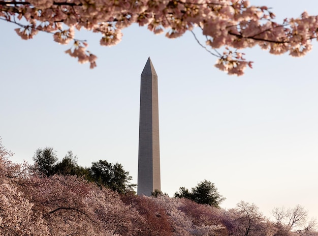 Flor de Cerezo y Monumento a Washington