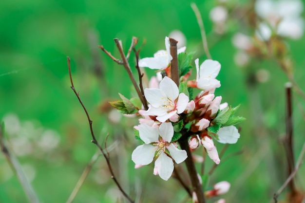 Flor de cerezo de Nanking Flores blancas Prunus tomentosa en un arbusto Cerezo coreano