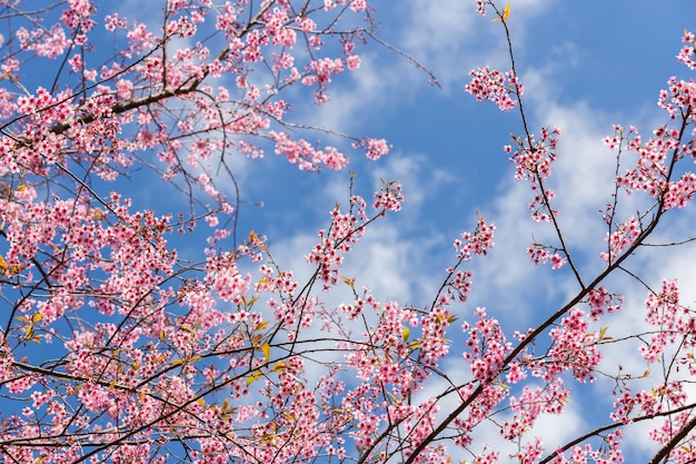 flor de cerezo en el norte de Tailandia