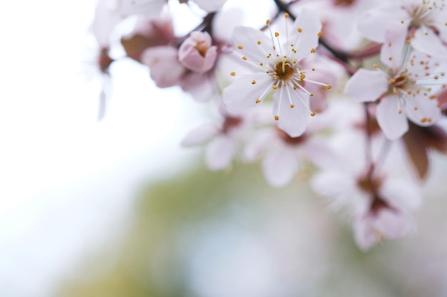 Flor de cerezo o flor de Sakura en el fondo de la naturaleza