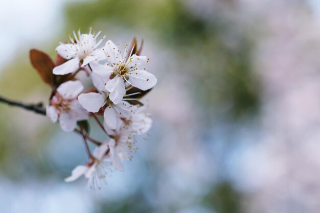 Flor de cerezo o flor de Sakura en el fondo de la naturaleza