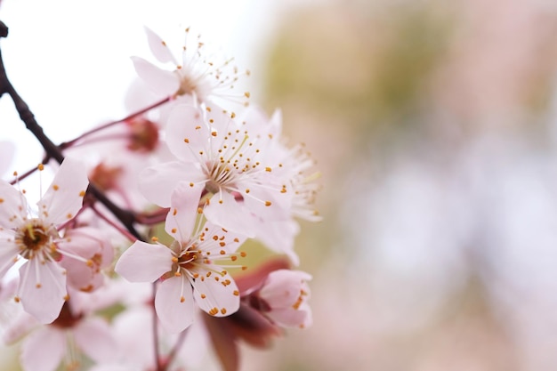 Flor de cerezo o flor de Sakura en el fondo de la naturaleza